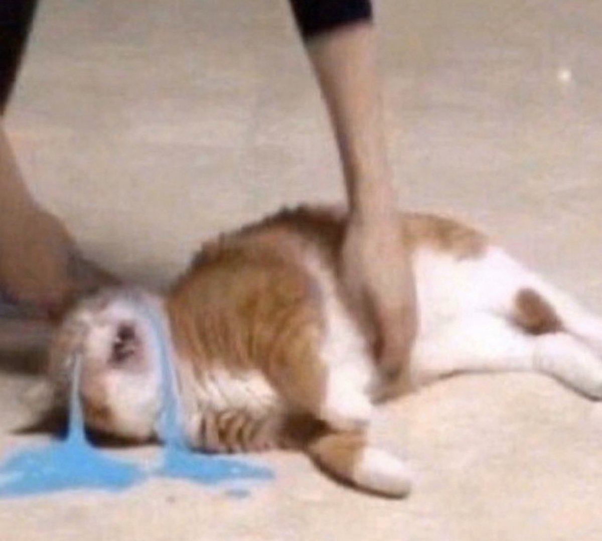 bib 🐥☕️ now on VGen! (@kapebeansies) on Twitter photo 