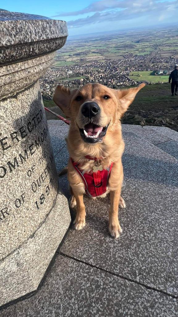 One happy boi on the hills