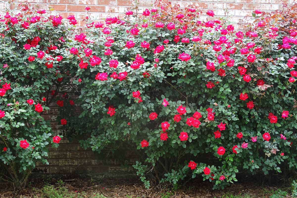 Gardeners_Path_'s tweet photo. Tips for Growing Knock Out Roses - Want a rose that isn't too fussy? Get to know sturdy Knock Out roses, including where they came from and how to make them thrive, now on Gardener's Path. #roses #knockoutroses #flowergarden https://t.co/tPsoM9Qbgy https://t.co/NKkltlBG5X