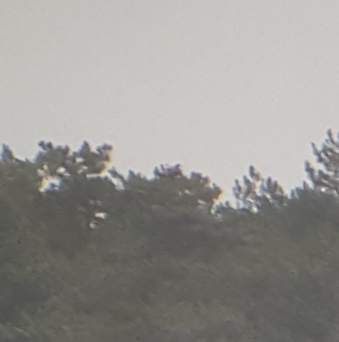 BigStarBirding tweet media