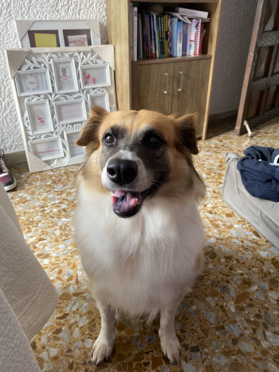 versefieth's tweet photo. Sooo, I tried copping a cheap Bored Ape Kennel off Craigslist and I think it ain’t it.

Where can I find the blockchain customer support hotline?! @BoredApeYC @VitalikButerin https://t.co/dldt2Efo1F