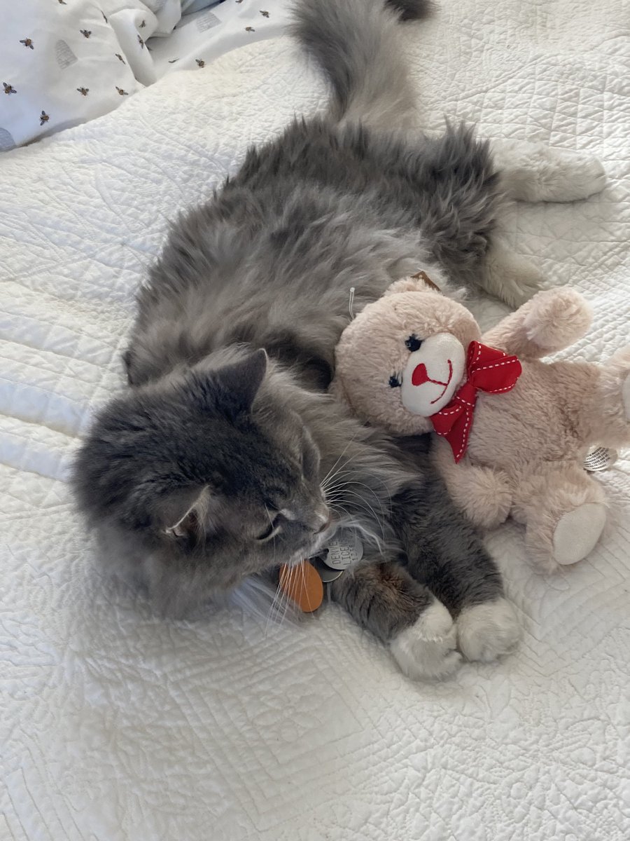 My #NewYearsResolution is to… um… spend more time with this teddy bear, I guess.

I’m already perfect, so there isn’t really anything I can improve.
#Caturday