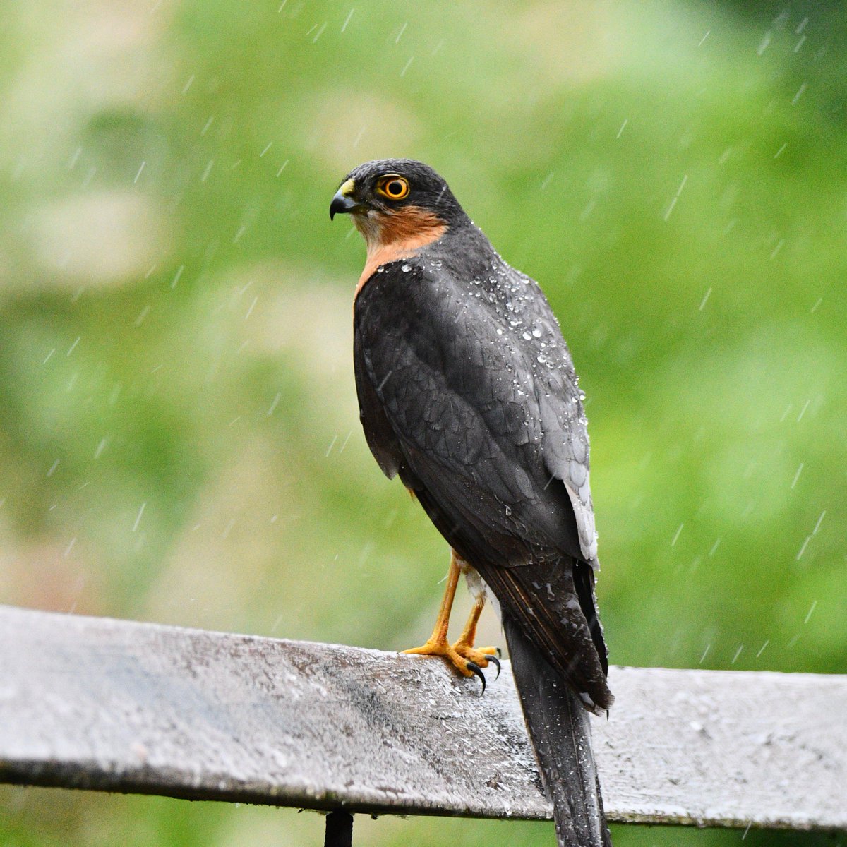 BirderBro's tweet photo. π¨Bird Nerd Alert π¦π€
Continental cousins: Cooper's Hawk (ri) & Sparrowhawk (le). Striking resemblance.
#BirdsOfPrey #Hawks #birdswithtalons #BirdsOfTwitter #birds #BirdsSeenIn2022 #birding #birdwatching #ornithology #birdphotography #NaturePhotography #naturelover #NatureBeauty https://t.co/u1YIor8tee