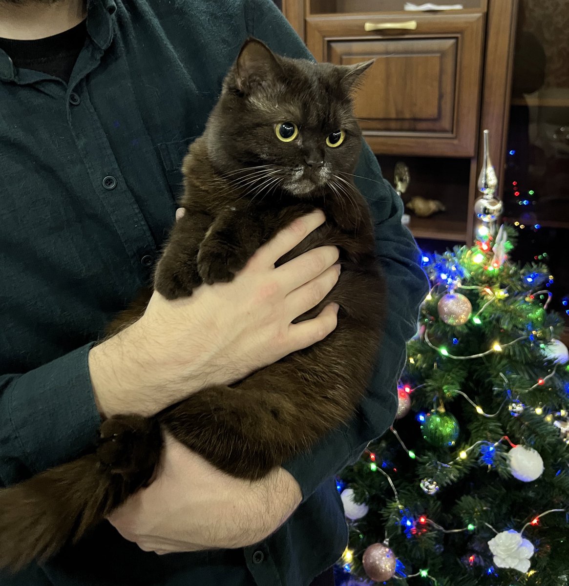 Meow_So's tweet photo. Эта ТЮТЯ залезла в вазу с клюквой в сахаре!!!!!! https://t.co/vj20jDAzNl