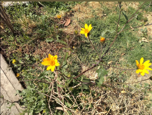 TAsteraceae's tweet photo. Concluyendo el año con #Simsia_foetida, una #AsteraceaeDeBanqueta utilizada como forraje y #melífera
#Acahual #Asteraceae #Heliantheae https://t.co/nNtQjVVjRc