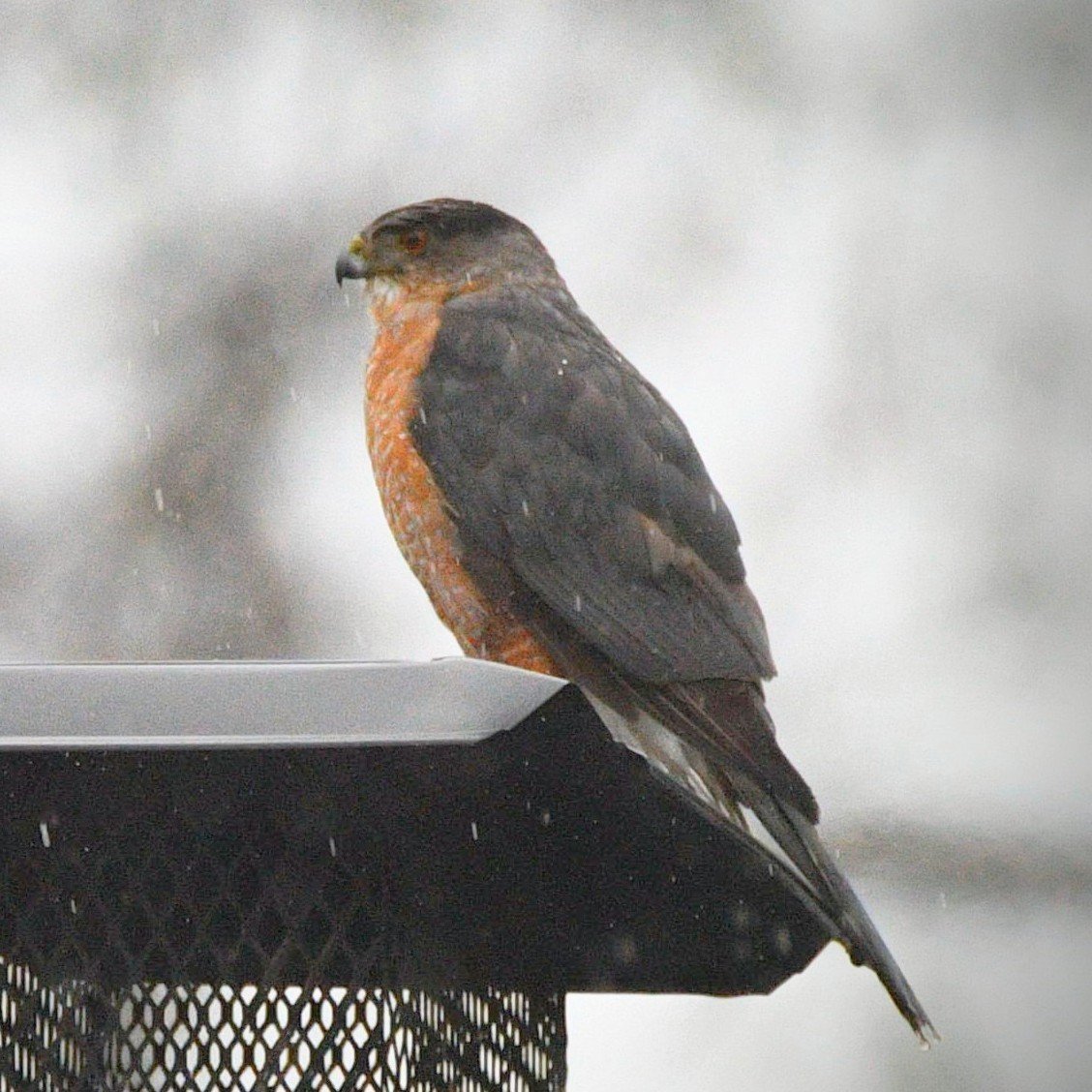 BirderBro's tweet photo. π¨Bird Nerd Alert π¦π€
Continental cousins: Cooper's Hawk (ri) & Sparrowhawk (le). Striking resemblance.
#BirdsOfPrey #Hawks #birdswithtalons #BirdsOfTwitter #birds #BirdsSeenIn2022 #birding #birdwatching #ornithology #birdphotography #NaturePhotography #naturelover #NatureBeauty https://t.co/u1YIor8tee
