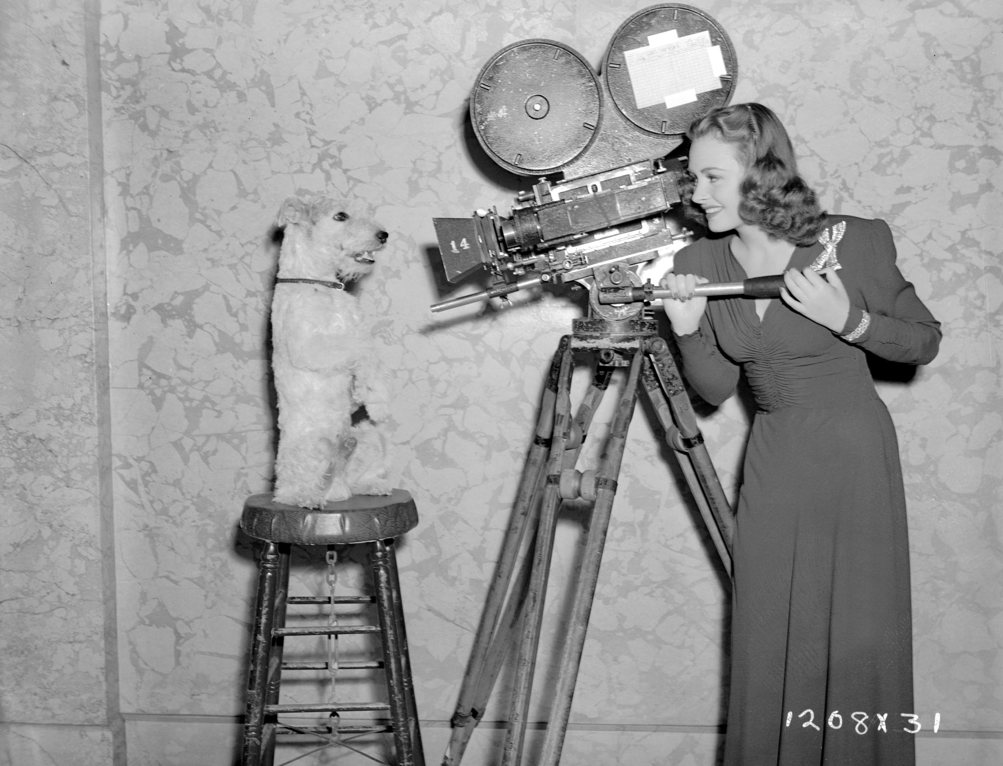 TCM on Twitter "Asta's ready for his closeup! 🎥 Join us for our annual