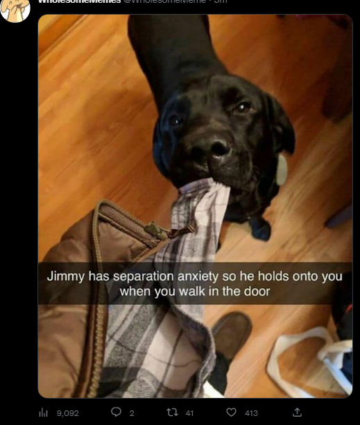 Drixitan's tweet photo. this is NOT adorable.. the dog has anxiety and cant deal with being alone at home, stop thinking its cute and treat your dogs with an specialist!!! https://t.co/yfpG0RSqeh