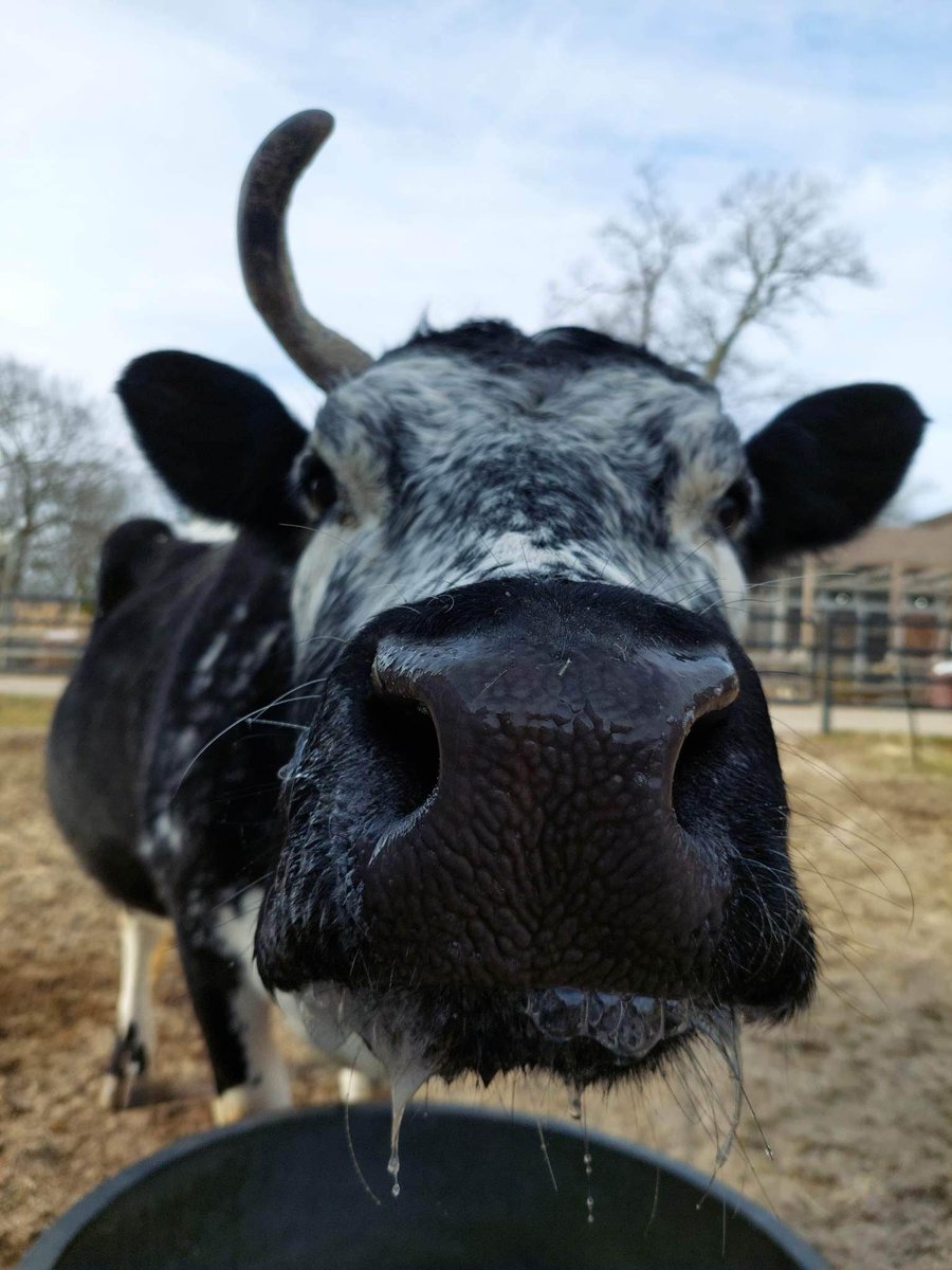 Moooove over 2022! 

#happynewyear #daisy #boopsnoot #heritagebreed #randalllinebackcow