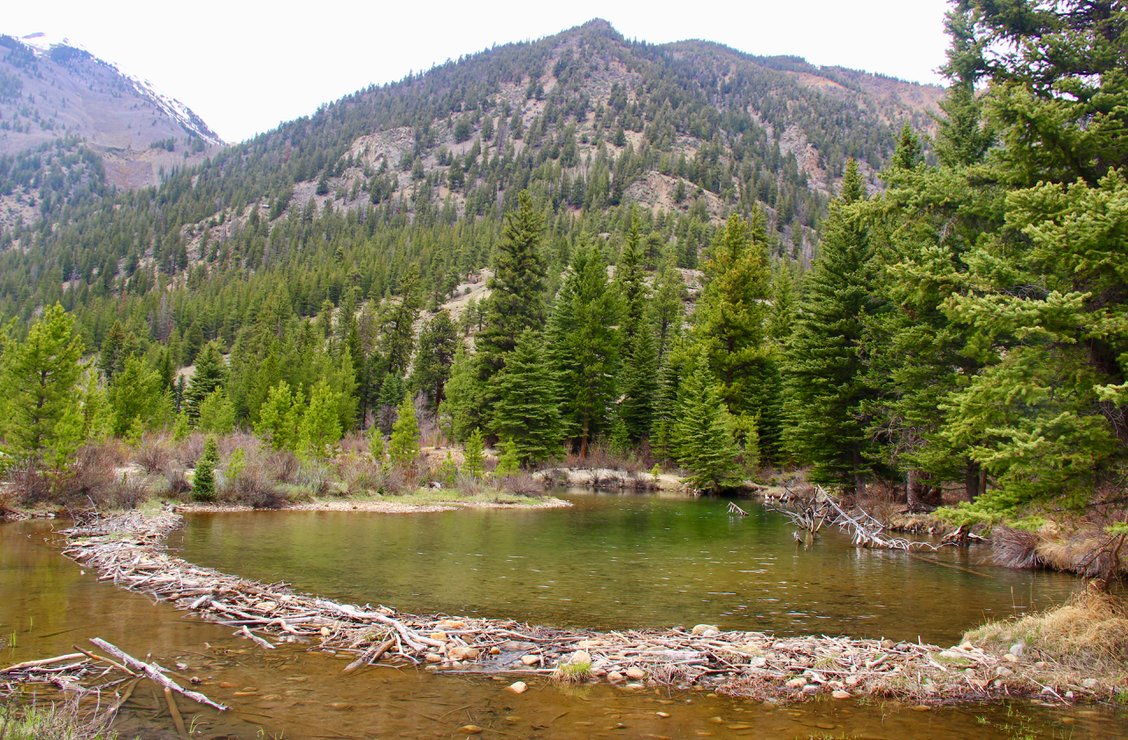 ben_a_goldfarb's tweet photo. Only year-end list that matters: a comprehensive ranking of 2022's best beaver dams.

@TheLWON  

https://t.co/08IWW541ii https://t.co/FdbHBRLoJf