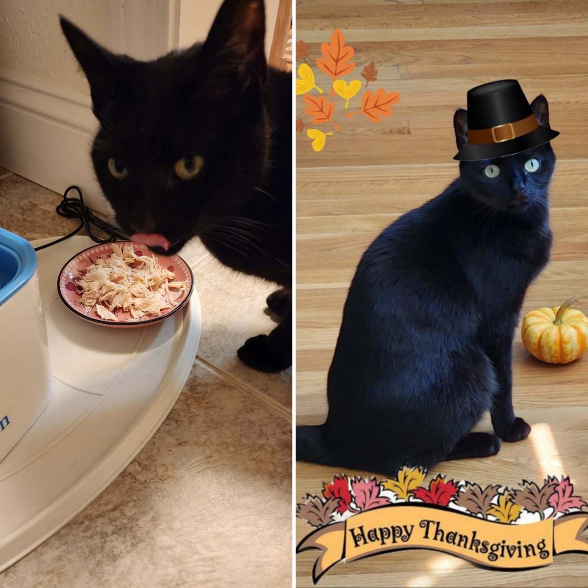ParisTheBlackC1's tweet photo. Did dada forget to show off my Thanksgiving photos? Anyway happy new year! #Jaynjazz #stayclassc #thanksgiving #blackcats #catinahat #HappyNewYear #Caturday #meow #cats #kittens https://t.co/Ft3oo4tRDf