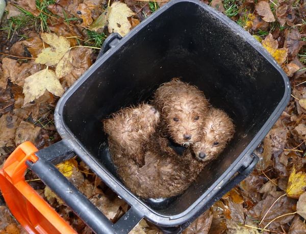 <a href="/rickygervais/">Ricky Gervais</a> I've shared nearly 90,000 tweets trying to help pets in the UK. People are contacting me saying they are putting dogs to sleep because shelters are full. I know you have your hands full Ricky, but please speak out. Sales of pets online should be banned while shelters are full.