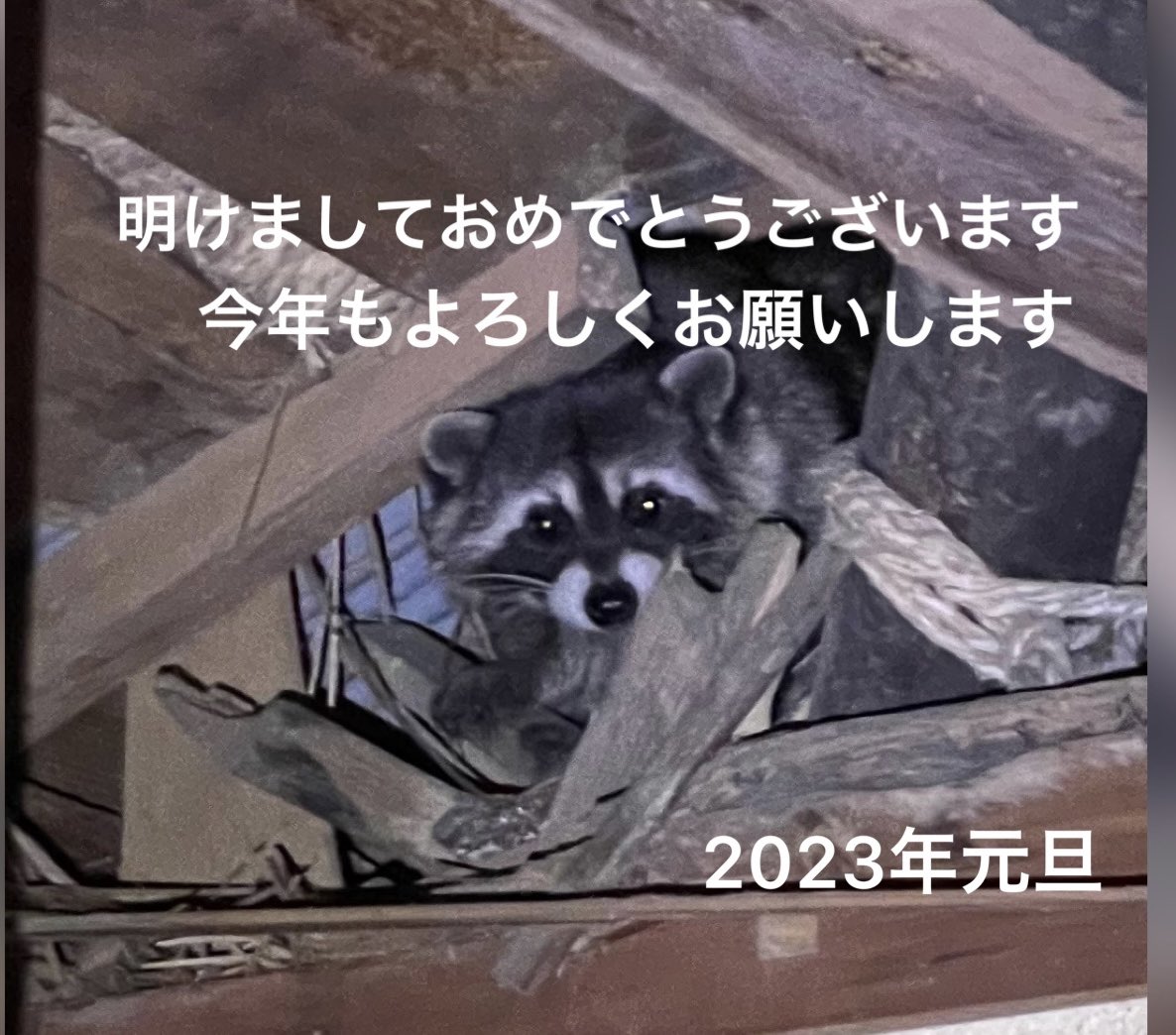 Kakashi_240's tweet photo. 明けましておめでとうございます
今年も宜しくお願いします https://t.co/GvQcihFt52