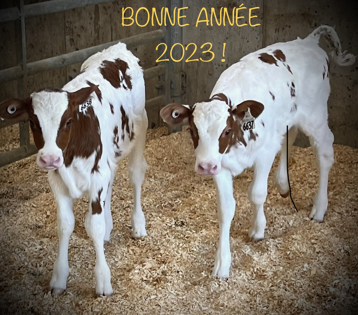 Je vous souhaite une belle et bonne année 2023. Celle-ci marquera un nouveau départ professionnel pour moi, au plaisir de vous rencontrer et de partager votre passion!