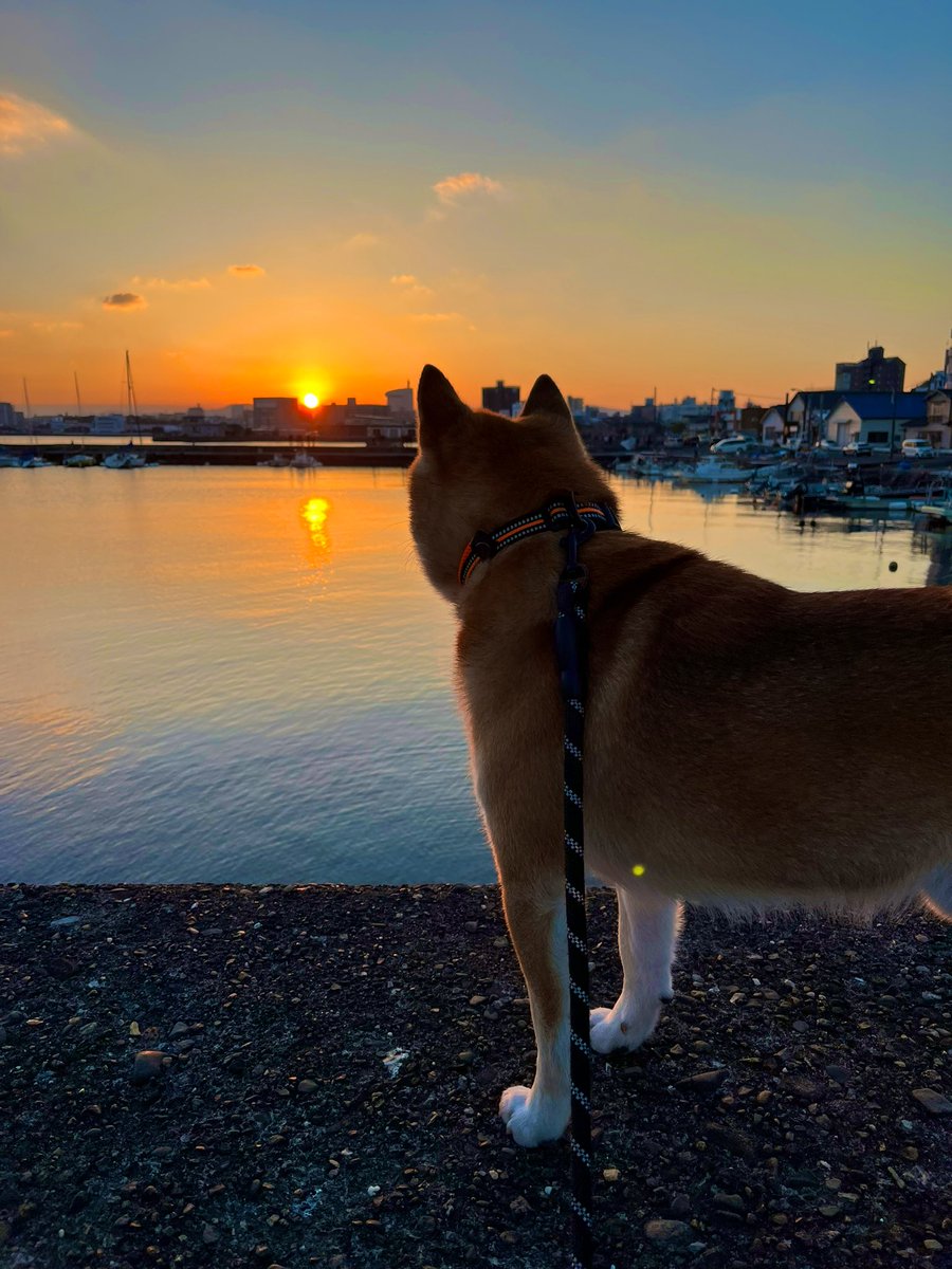 #2023初日の出 
#イマソラ #空 #写真
#柴犬 #犬 #愛犬 #dogs

今年も宜しく！ https://t.co/k3ORQZ3hhS