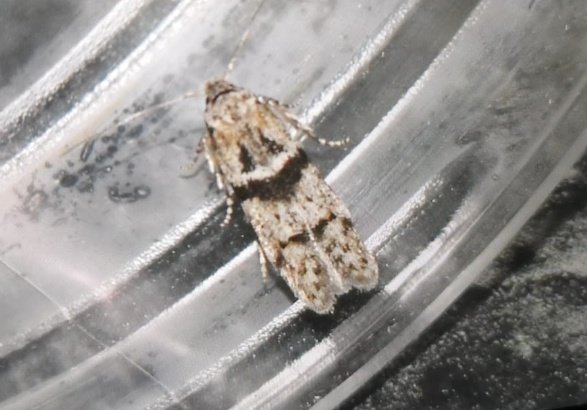 Also, took up mothing more seriously got 515 this year 665 for life!! Chrysoclista lathamella, argyresthia arceuthina, coleophora lixella, Blastobasis rebeli all possibly new for Essex from my garden! Huge thanks to <a href="/FinleyHutchins2/">Finley Hutchinson</a> with all the ID help!