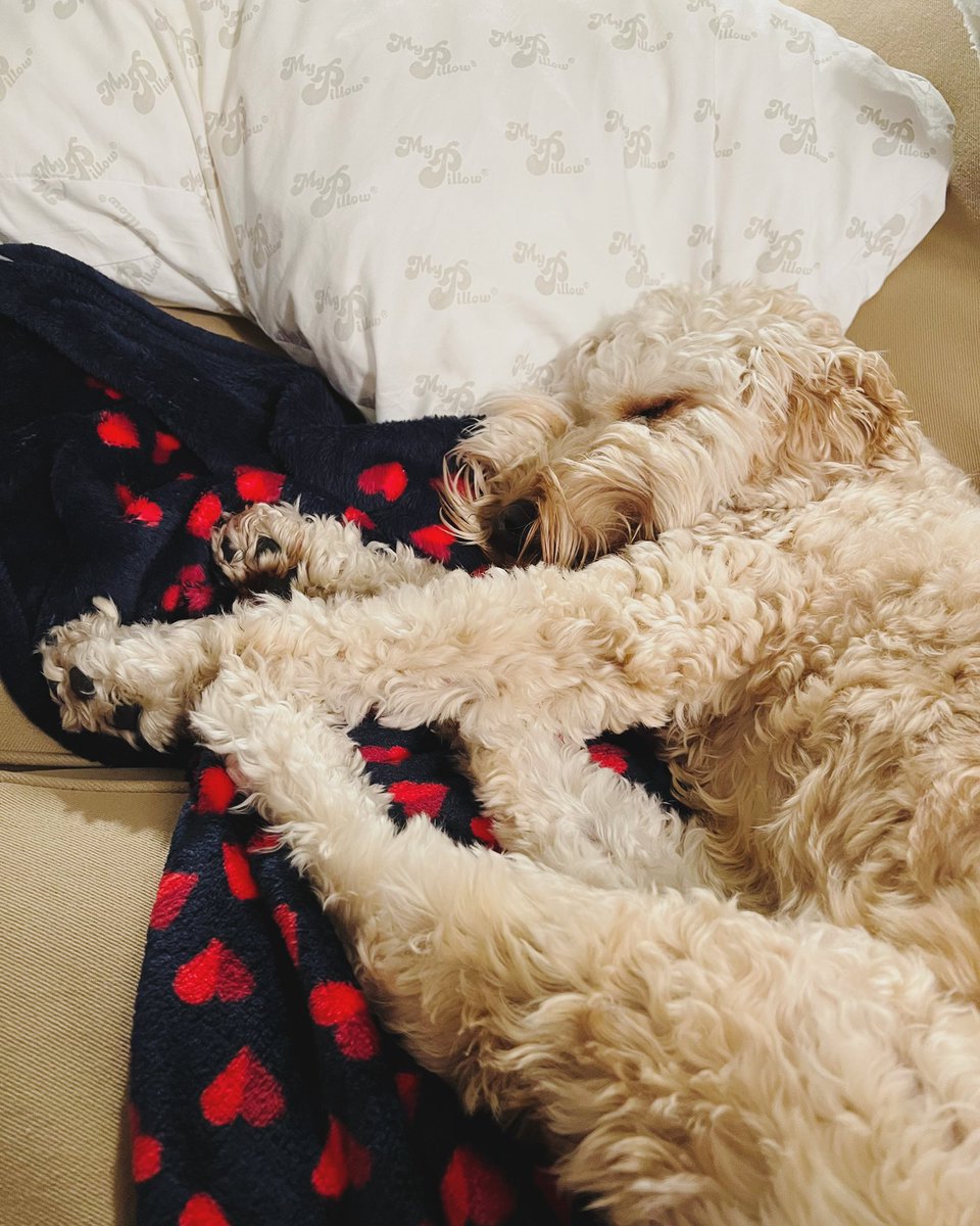 Jenna Ellis 🍊🦅 on Twitter "Dogs know cozy. 🥰 Be as cozy as Howie this