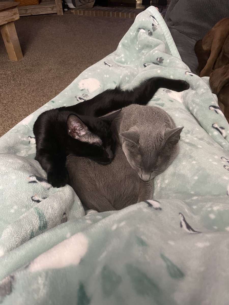 AmySerafin04's tweet photo. Happy New Year! #2023 #catsoftwitter #caturday #goodbye2022 #chill #relax #snuggle https://t.co/3riLlWlFLw