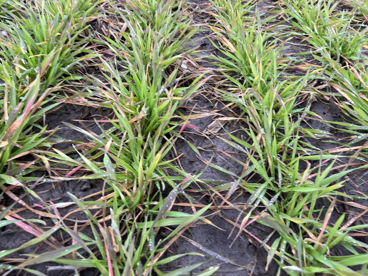 Pre-Emerge vs. no pre-emerge can you tell the difference?  #wheat <a href="/FMCAgUS/">FMC Ag US</a> Anthem Flex <a href="/NCWeedWrangler/">Charlie Cahoon</a> @NCStateWeedSci