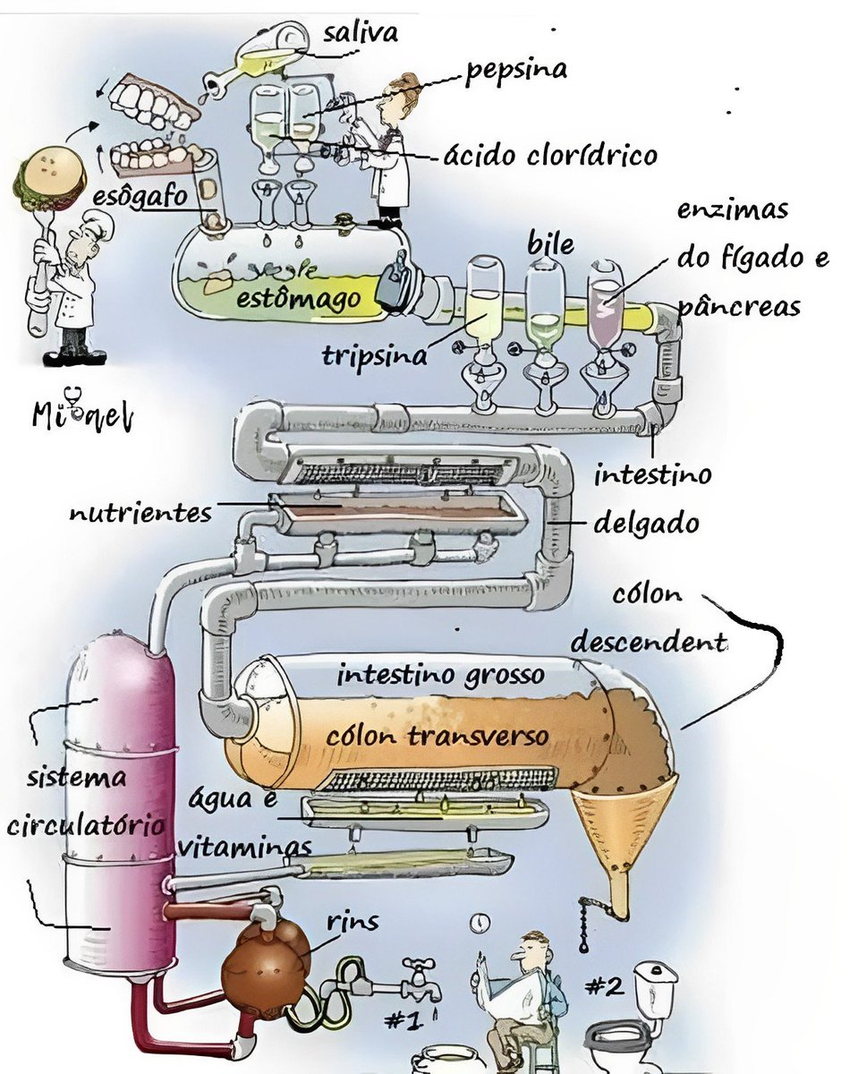RincnCuriosoo's tweet photo. Sistema digestivo https://t.co/GUrQKvIPub