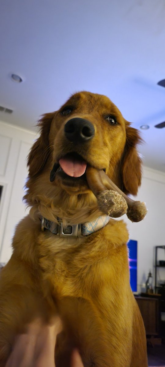gingerschnappz's tweet photo. @BrunchSoH4rd @ThaBlackUnicorn Skye says hi! https://t.co/ktnm5vIUgu