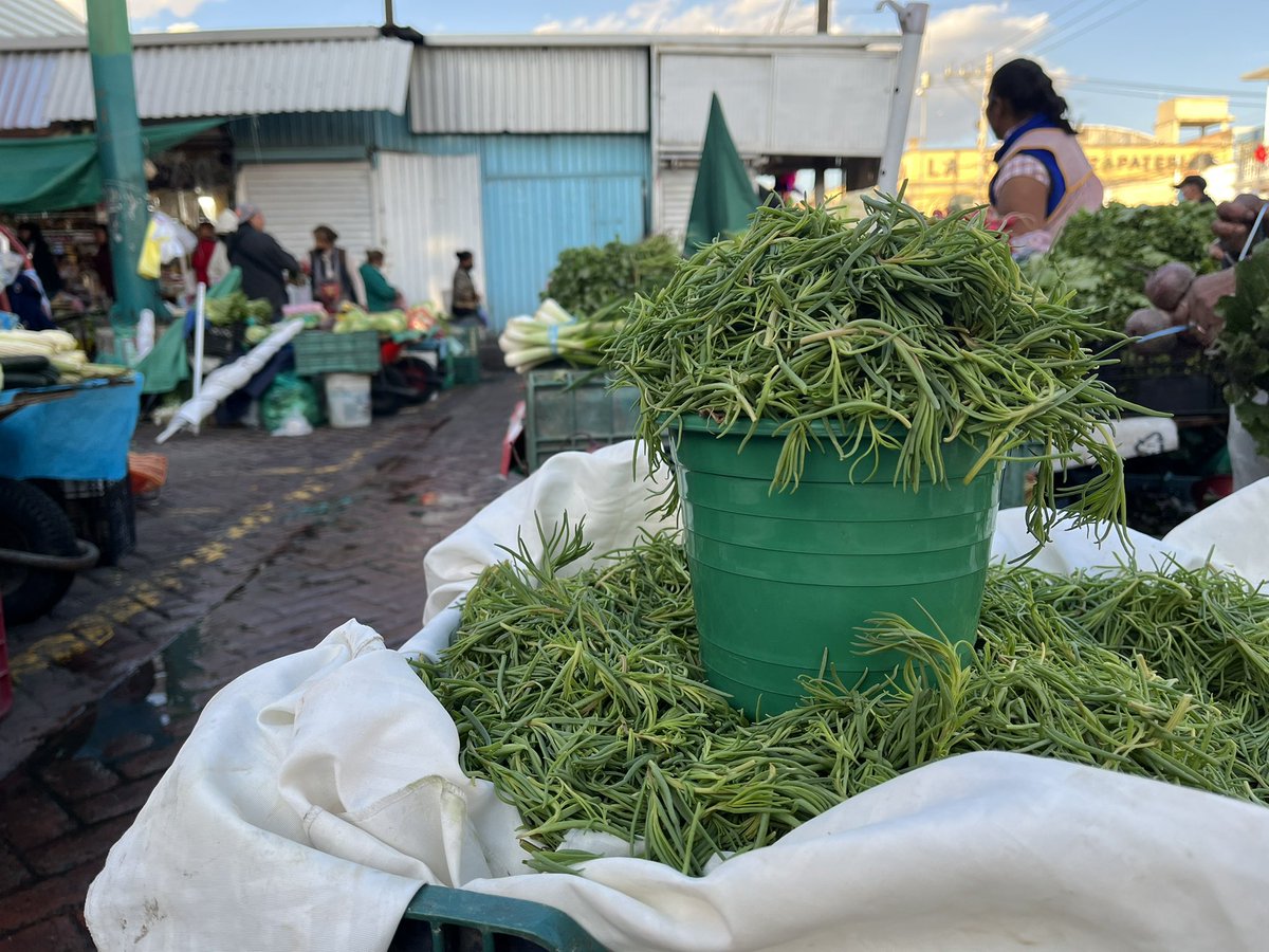 cdavidmx's tweet image. 🌱Uno de los nombres originarios de los romeritos es «iztaquilitil» (del náhuatl, traducido como quelite salado). La agricultura y la cocina conllevan un arduo trabajo y una vasta transmisión de conocimientos; no merecen ser, injustamente, vistas con desdén.