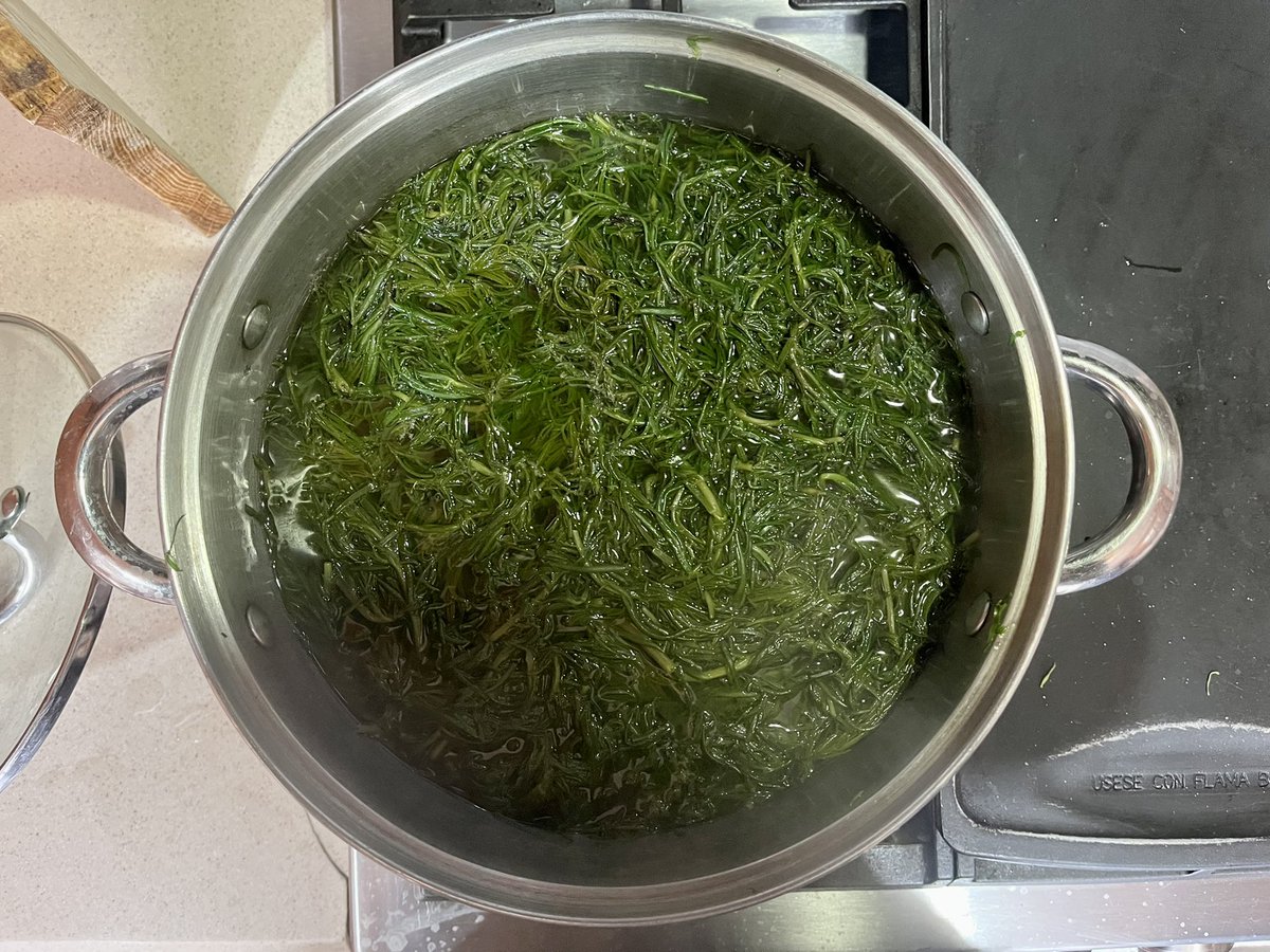 cdavidmx's tweet image. 🌱Uno de los nombres originarios de los romeritos es «iztaquilitil» (del náhuatl, traducido como quelite salado). La agricultura y la cocina conllevan un arduo trabajo y una vasta transmisión de conocimientos; no merecen ser, injustamente, vistas con desdén.