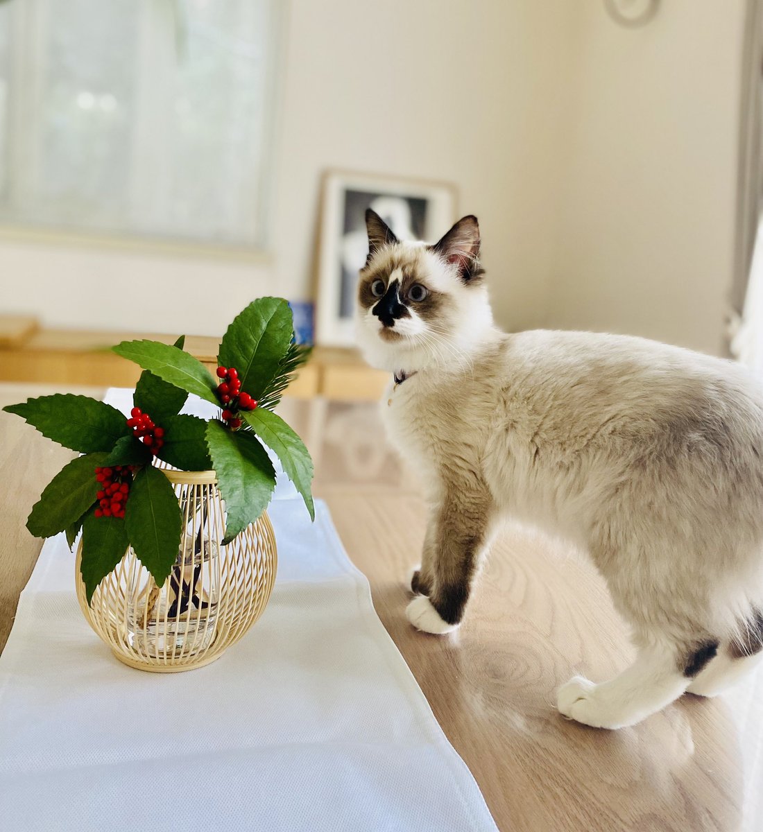 Happy new year!!

#HappyNewYear2023  #cat  #catlover 
#猫のいる暮らし  #猫のいる幸せ  #ねこ
#猫好きさんと繋がりたい  #猫
