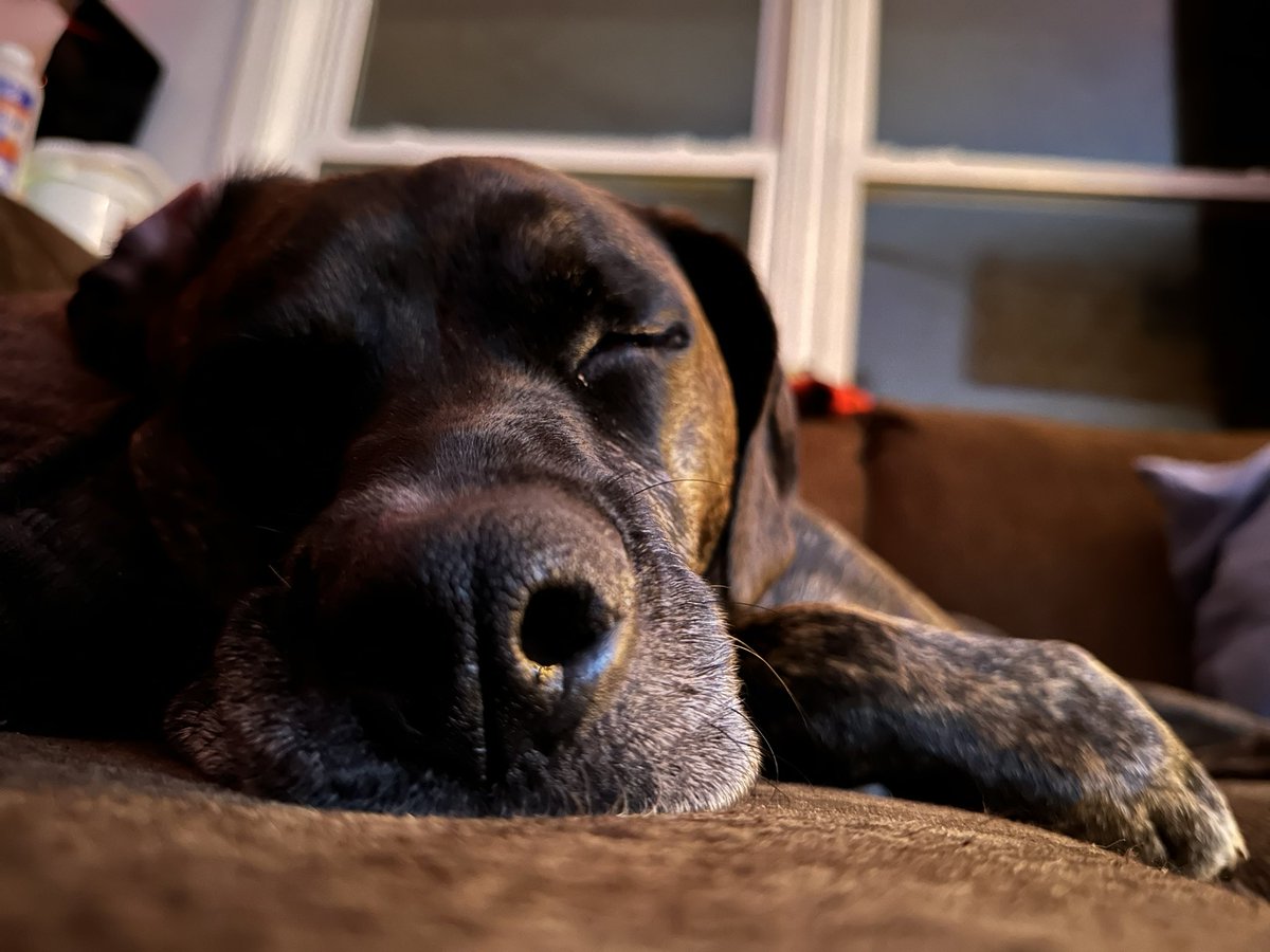 tiphanie_harvey's tweet image. How Willow is spending #NYE2023 with @OneToad4u and I while our kids are having. Get together downstairs #onetoadphotography