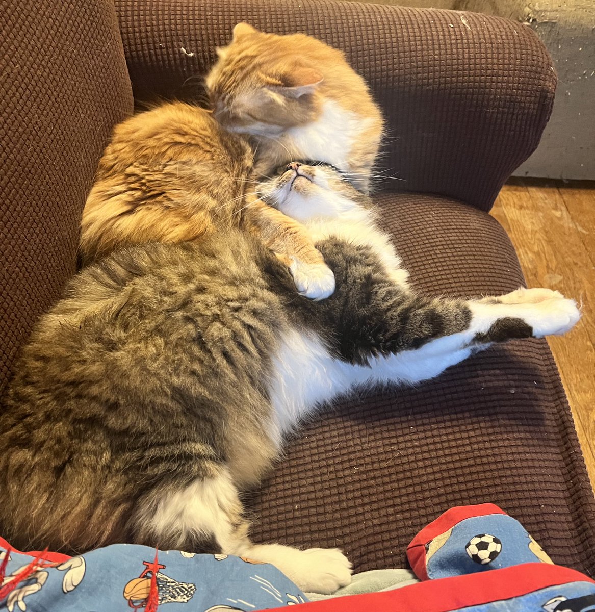 BooBoyCatToys's tweet photo. Happy new year furriends! 

These two know how to party 😸🎉

#catsoftwitter #caturday https://t.co/oGDdnMfQjh