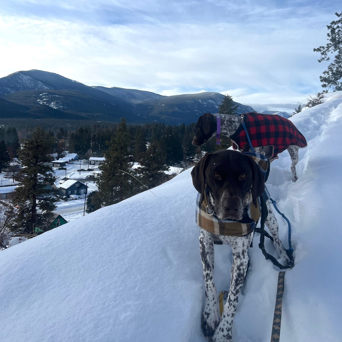 Alannimals tweet media