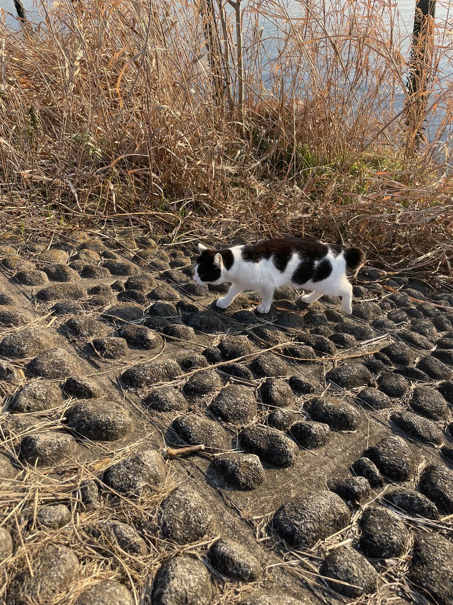 Egingushitai's tweet photo. 2022年釣り納めはハクレン120cmでした。
釣りという最高の趣味に出会えて幸せでした。
2023年も釣りを愛します。
#釣り　#バス釣り #荒川温排水 #ハクレン https://t.co/m6kQjz0uuC