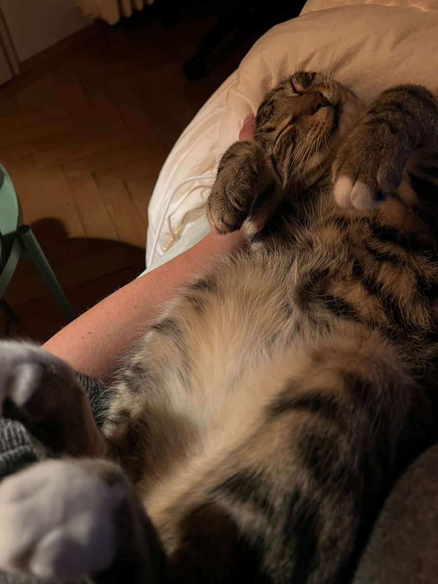 not_darki's tweet photo. @kalashnakovv Goofy Ah Cat https://t.co/8ZycTyTS7q