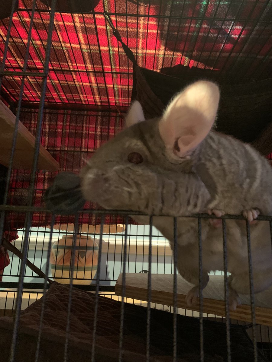 CherriBearxx's tweet photo. toe beans says “Happy New Year!” 
#toebeans #chinchilla #streamerpet #NewYear #NewYearsEve #HappyNewYear2023 https://t.co/W6SEsLVD3u