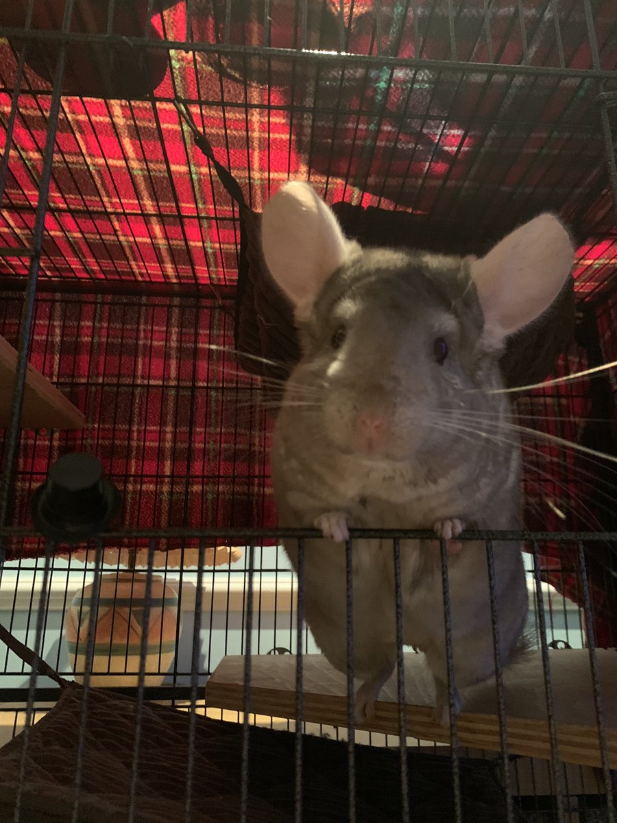 CherriBearxx's tweet photo. toe beans says “Happy New Year!” 
#toebeans #chinchilla #streamerpet #NewYear #NewYearsEve #HappyNewYear2023 https://t.co/W6SEsLVD3u