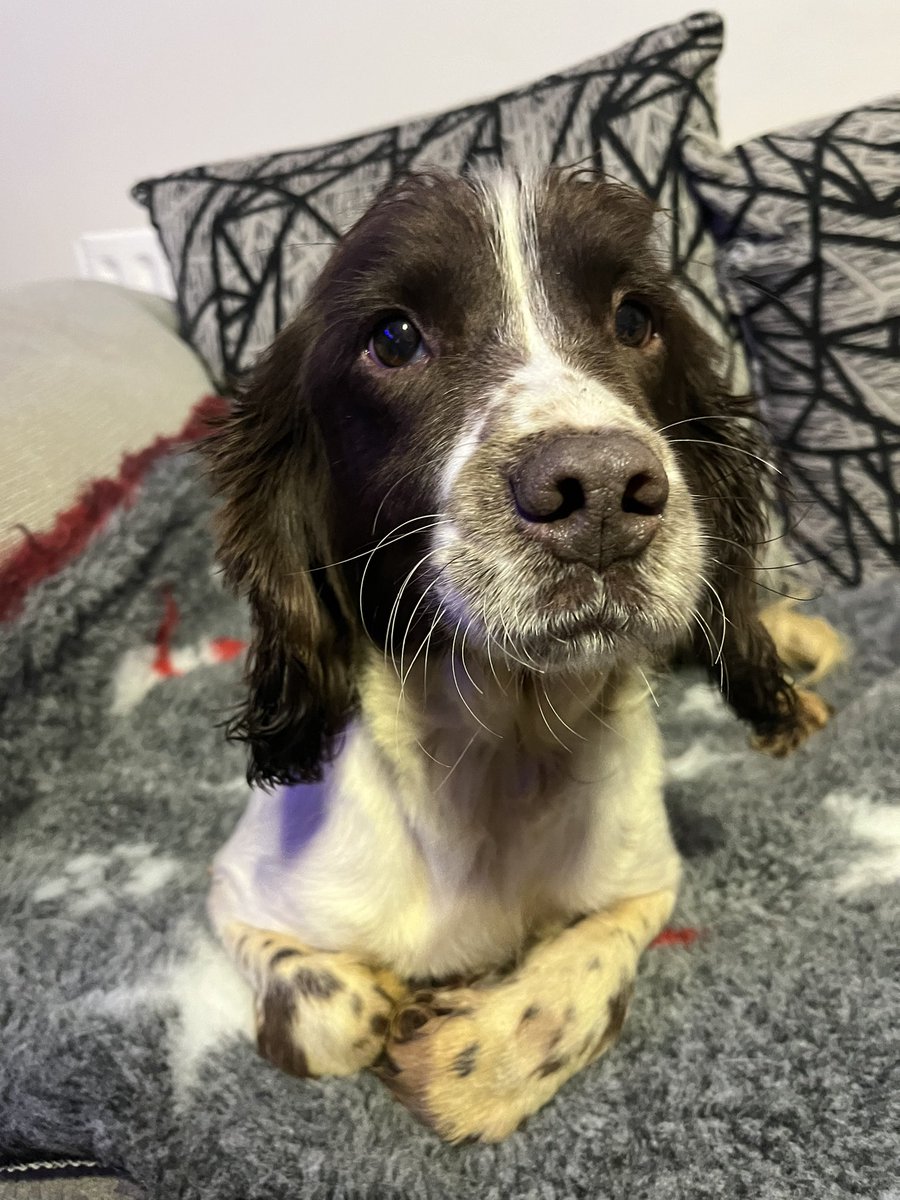 StarRescue's tweet photo. With 2022 coming to an end here are the last four dogs who have come in this year 🐾 
Welcome Billy, Beatrice,Jack and Buddy.
Beatrice Billy and Buddy will start their neutering next week. All four will complete their vaccinations before finding their forever families in 2023. https://t.co/Gpz84eJHr9