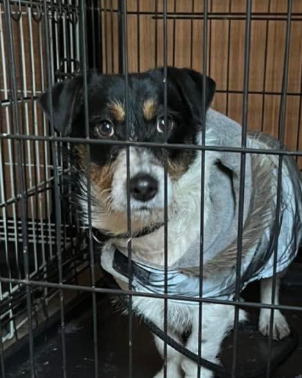 StarRescue's tweet photo. With 2022 coming to an end here are the last four dogs who have come in this year 🐾 
Welcome Billy, Beatrice,Jack and Buddy.
Beatrice Billy and Buddy will start their neutering next week. All four will complete their vaccinations before finding their forever families in 2023. https://t.co/Gpz84eJHr9