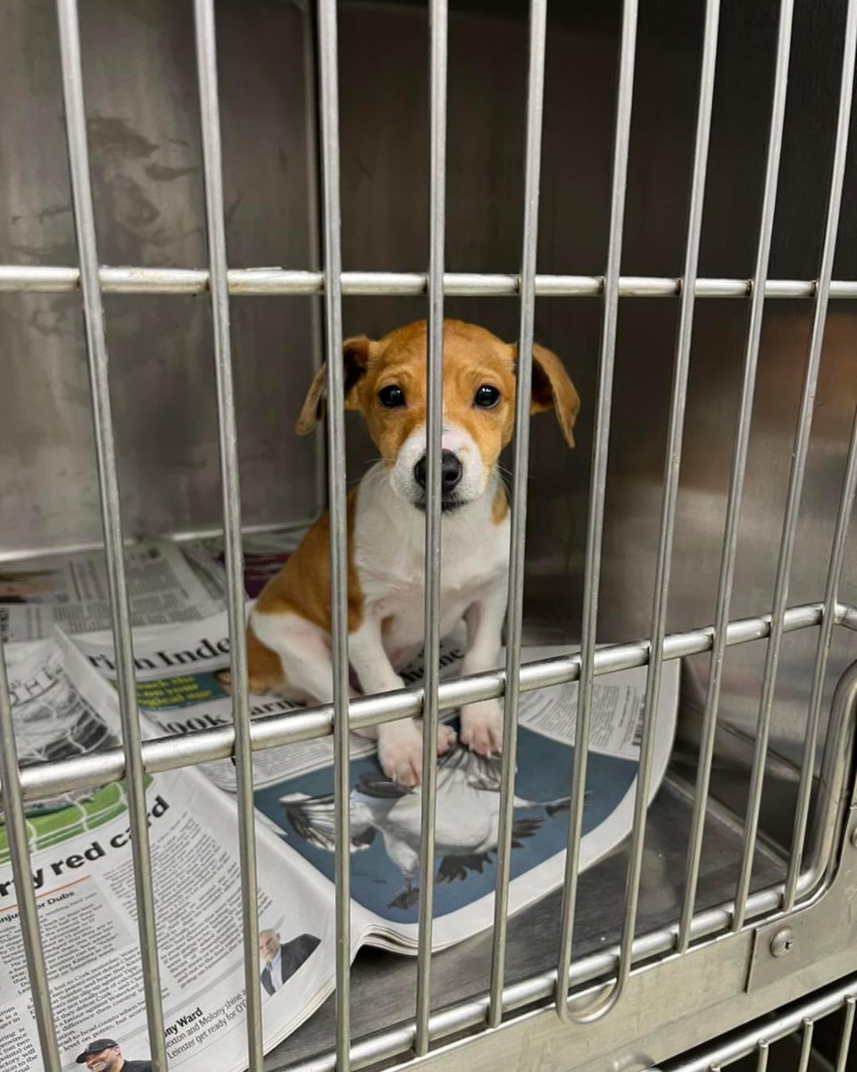 StarRescue's tweet photo. With 2022 coming to an end here are the last four dogs who have come in this year 🐾 
Welcome Billy, Beatrice,Jack and Buddy.
Beatrice Billy and Buddy will start their neutering next week. All four will complete their vaccinations before finding their forever families in 2023. https://t.co/Gpz84eJHr9