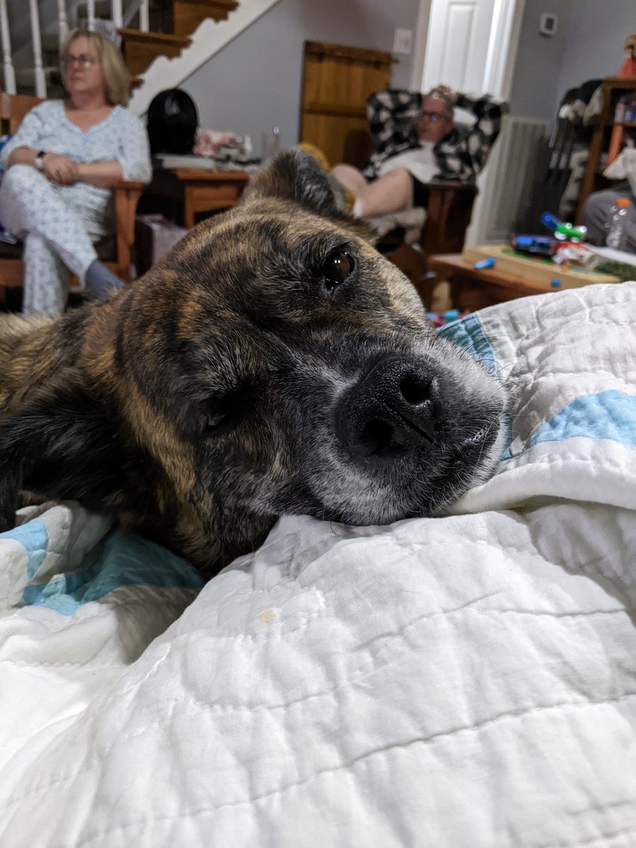 bex_mueller's tweet photo. @slabbxo Bonnie says, You got it! And we will be there to see you succeed! (Well, Bonnie won't attend the talk, bc she's not allowed, but I'll be there!) https://t.co/8ED8sS9D74
