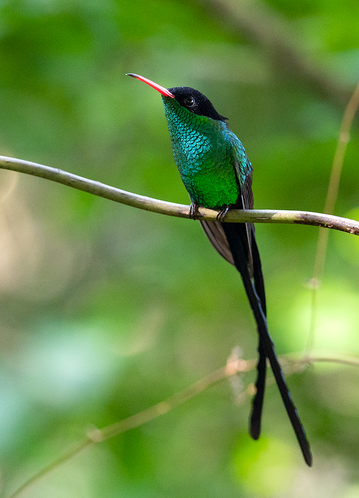 Red-billed Streamertail, Montego Bay, Jamaica #BirdsSeenIn2022 #birdwatching