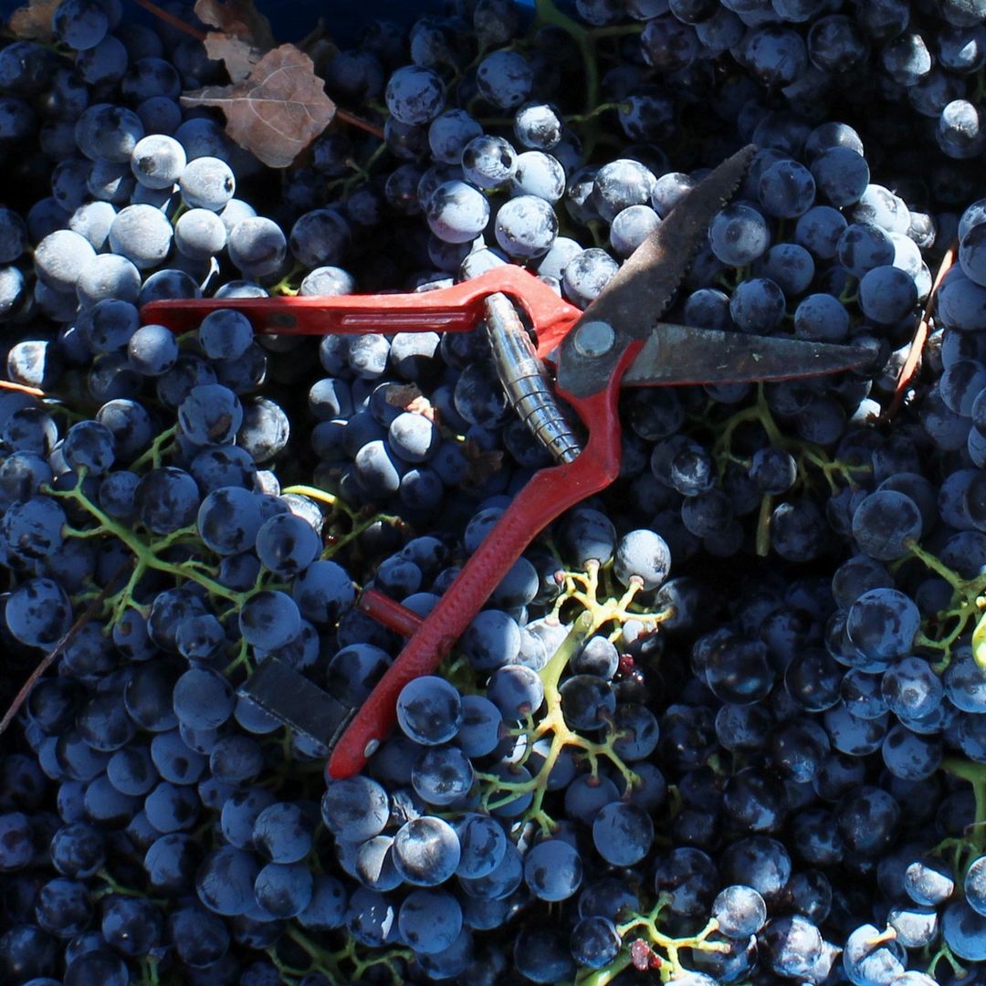 Herdade Das Mouras is officially done with  Harvest. It's time to let the field rest, to put away the scissors and focus their focus inside the winery. 

via IG herdadedasmouras