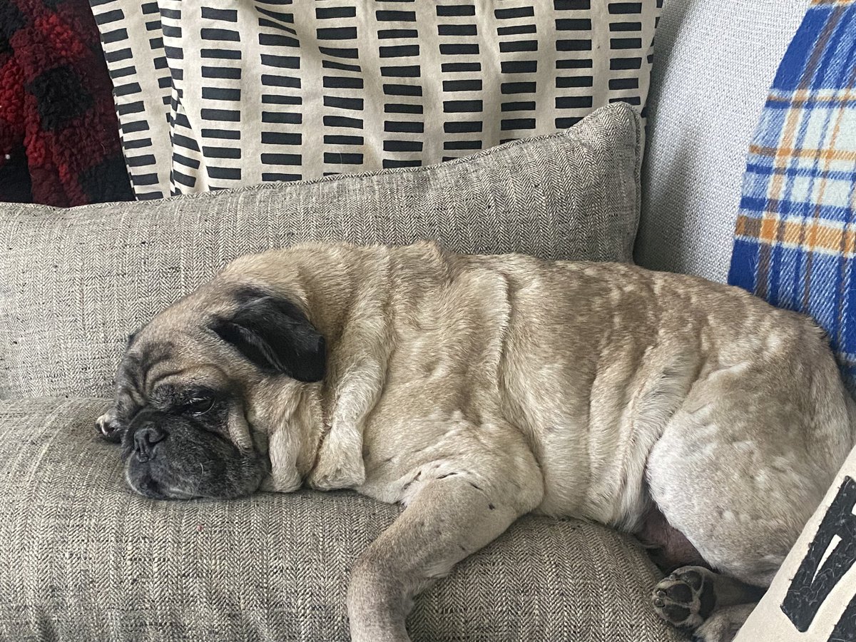 SammythePugg's tweet photo. Big night planned …#puglife https://t.co/iwKtDQPDFb