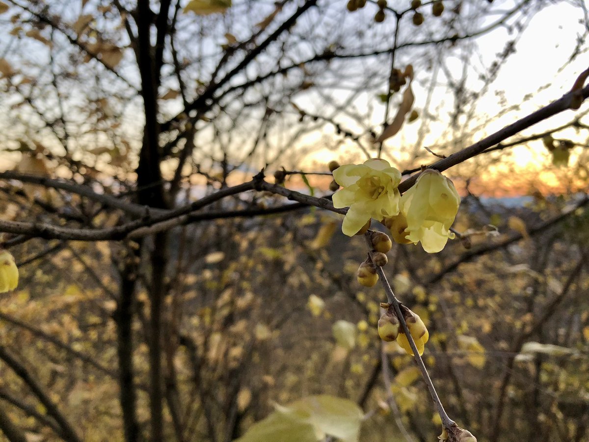皆様 新年あけまして
おめでとうございます㊗️
2023年が始まりましたね👏

昨年2022年は 最後に
栃木市 太平山にも蝋梅が
沢山あることを知りました🌼
写真はその時のものです📸

今年も様々な場所へ出かけて
栃木県について知りたいです😊
どうぞ宜しくお願い致します🤲