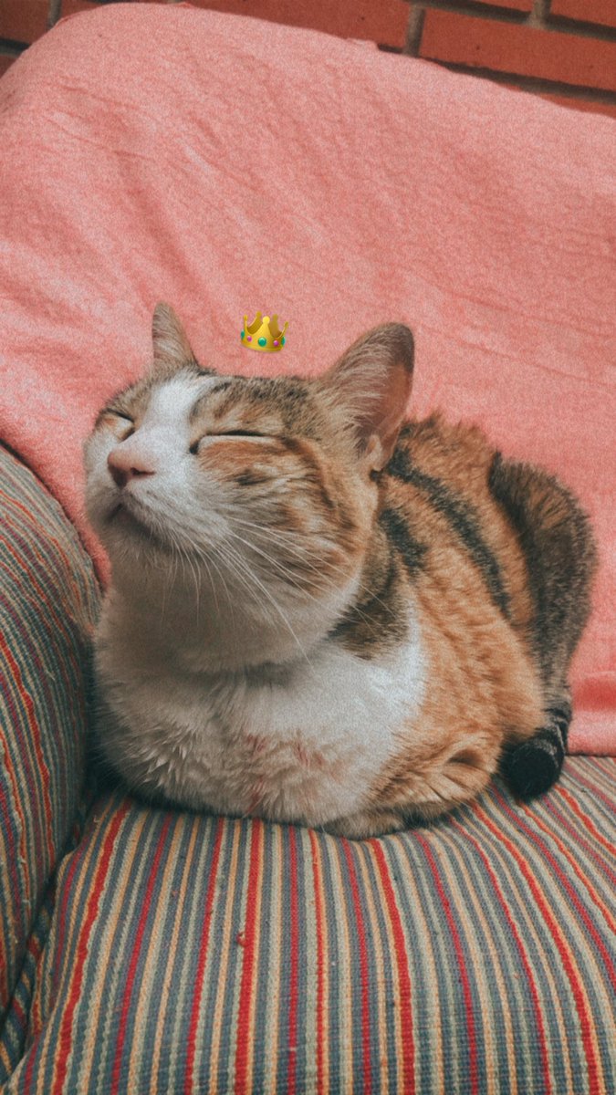 Papa frita tweet media