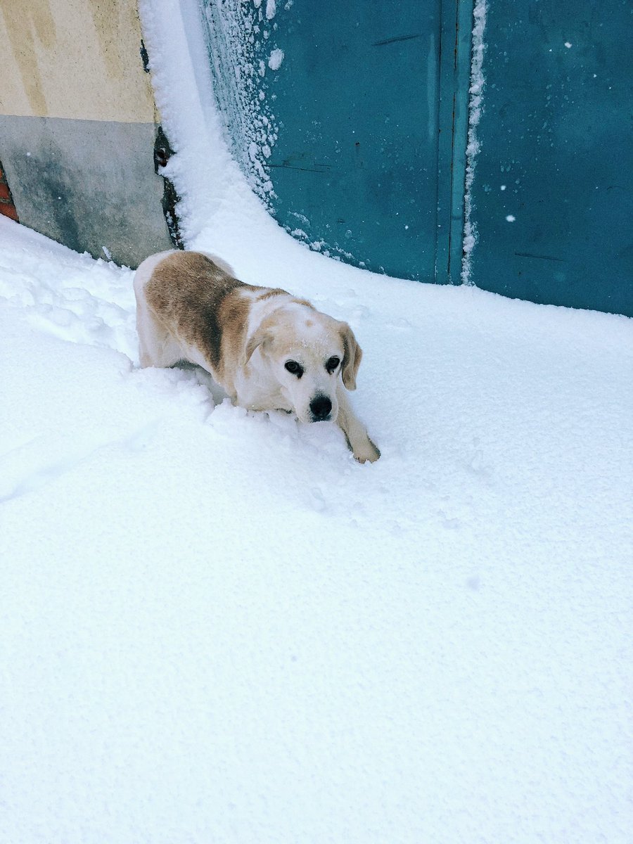 Papa frita tweet media