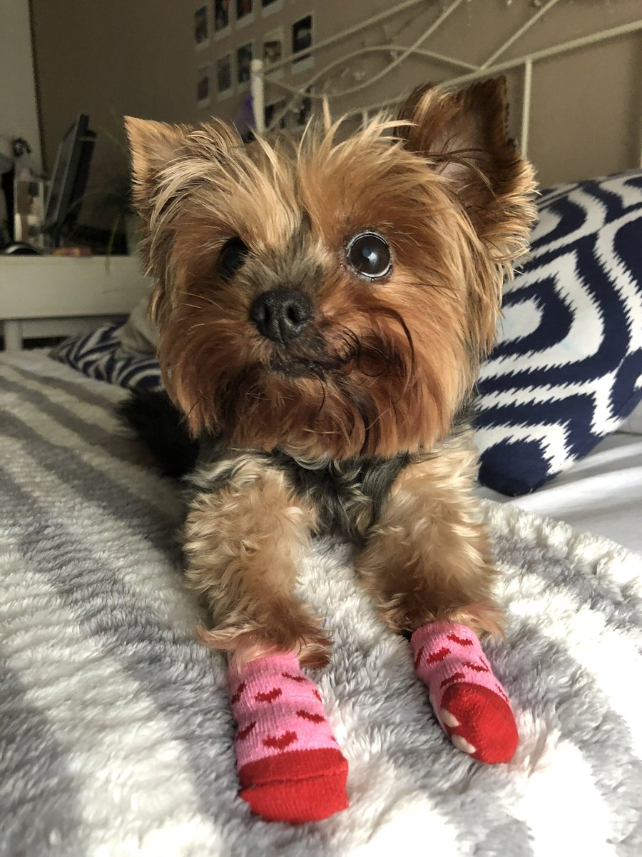 Papa frita tweet media