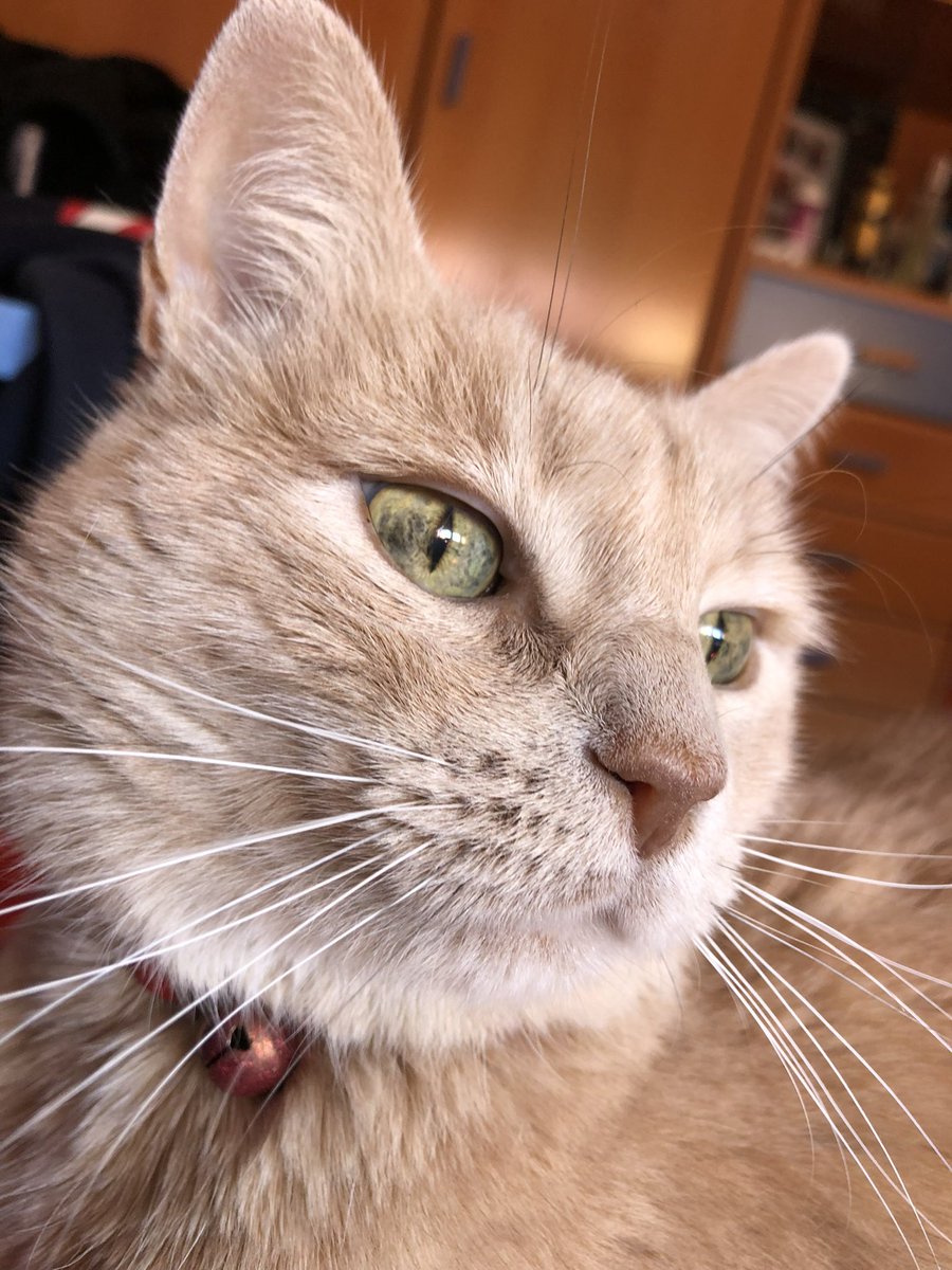 Papa frita tweet media