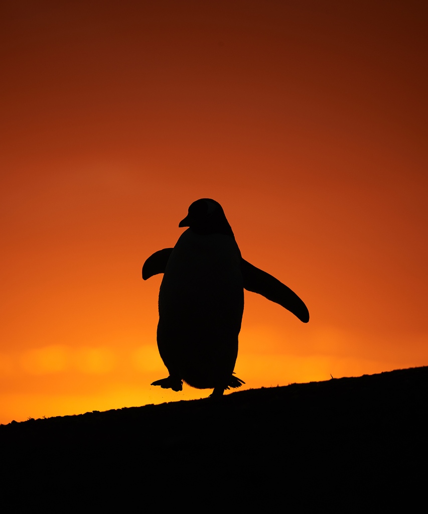 BirdPOTY's tweet photo. 🌟Happy New Year from the BPOTY Team! 🌟 May this year bring you many, many wonderful bird photography moments! 

'Gentoo Dancing at Sunset' by Audrey Wooller 

'In the light of the setting sun, the penguin almost looked as if it were dancing.' https://t.co/zf8lV8JSkT