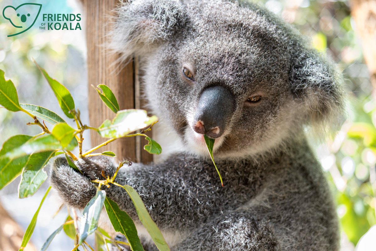 @talkingkoala @LinguIna20 @ifawAU @FriendEden100 @platypusadmirer @katieqs @gteasts @worldzonfire @KoalaSmartAU @savesydneykoala @ElaineEDO @kailaswild @SaveAusWildlife @DanielBleakley @danilic You too Maria.