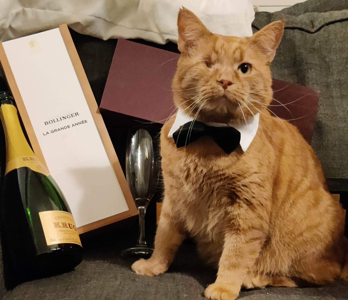 RescueKittiesM's tweet photo. HAPPY NEW YEAR FOLKS!
#HappyNewYear2023 #Cats #catrescue #AdoptDontShop #HappyNewYear #goodbye2022 https://t.co/dcmil8Egx2